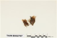 藏品(曲尾苔科)的圖片